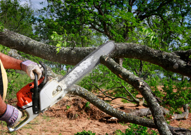 Dead Tree Removal in Highland Park, IL